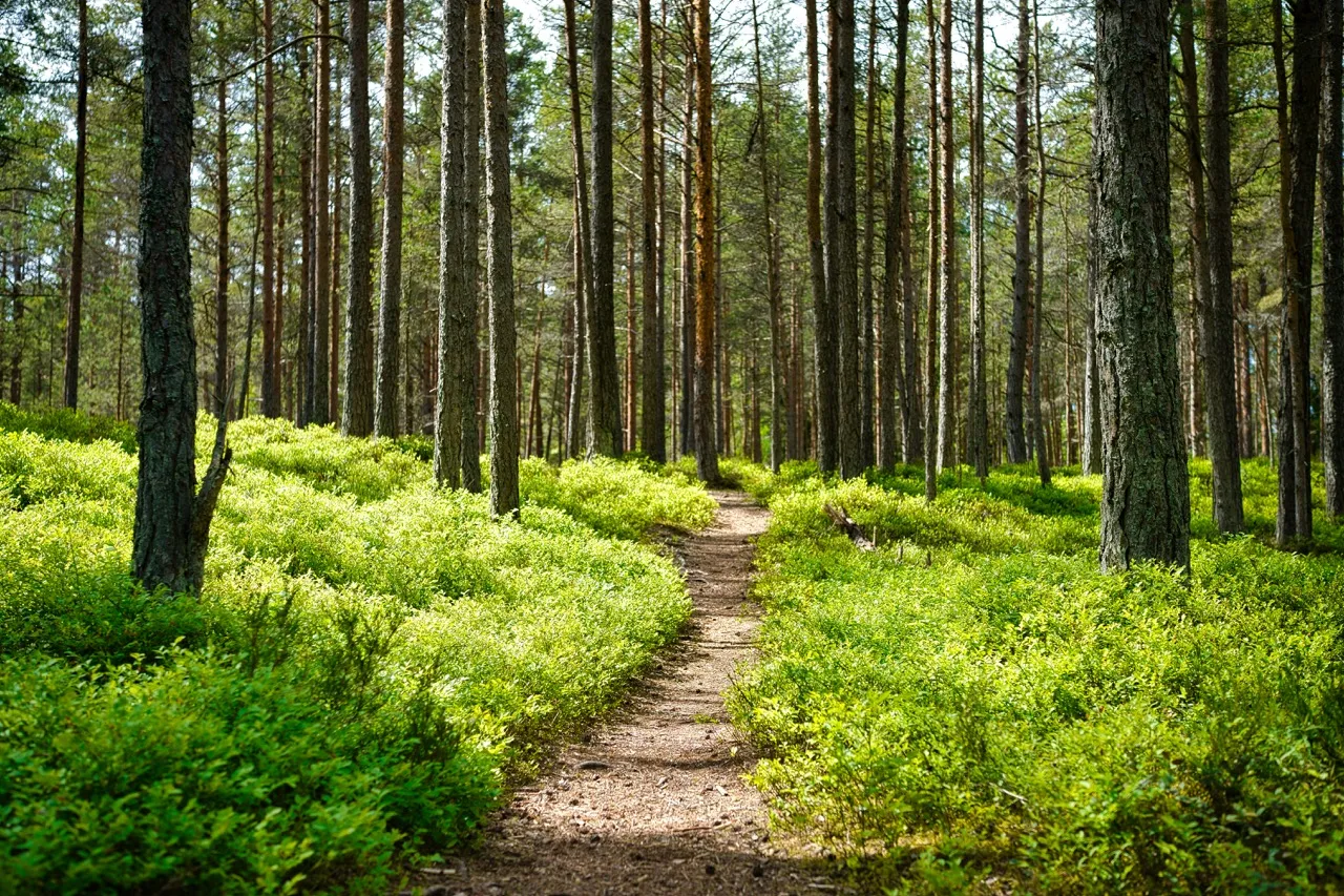 A forest path